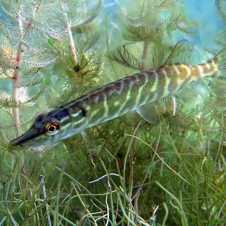 Гостевой дом Tauchbasis Stechlin