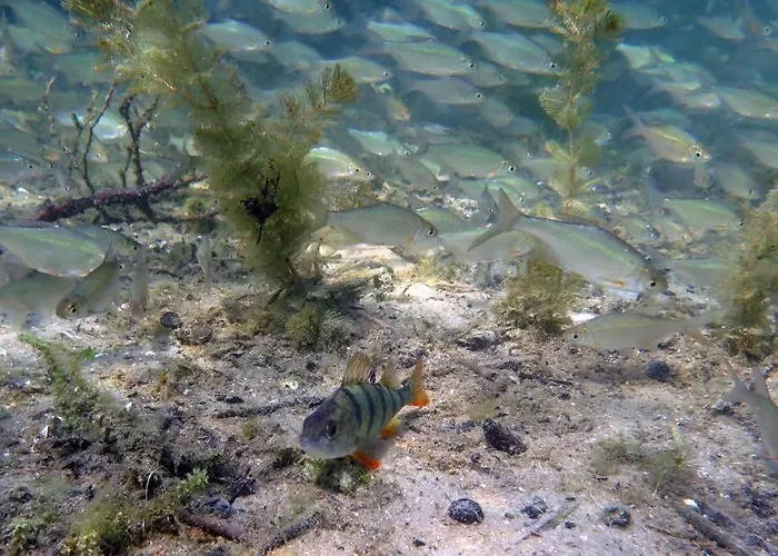 Tauchbasis Pensión *