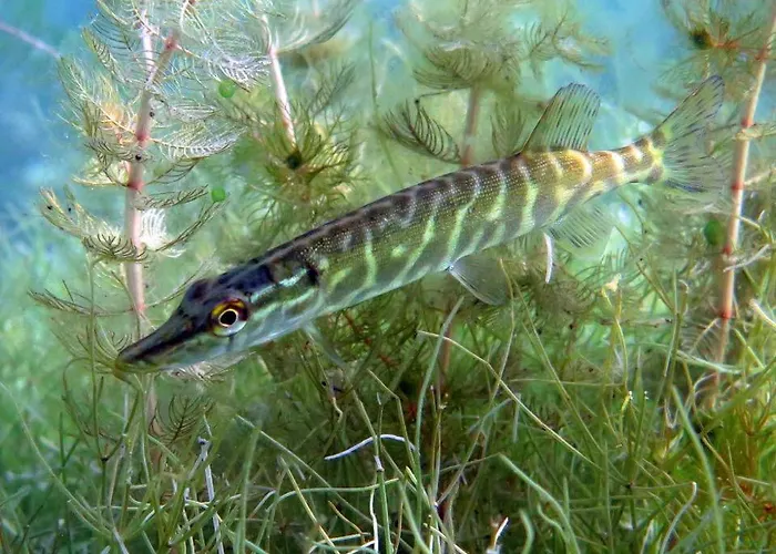 Гостевой дом Tauchbasis Stechlin